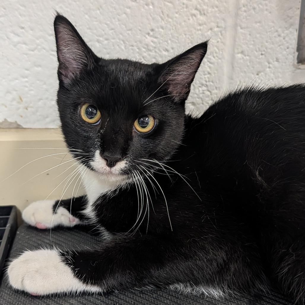 Calvin, Adoptable, Young Male Domestic Short Hair.