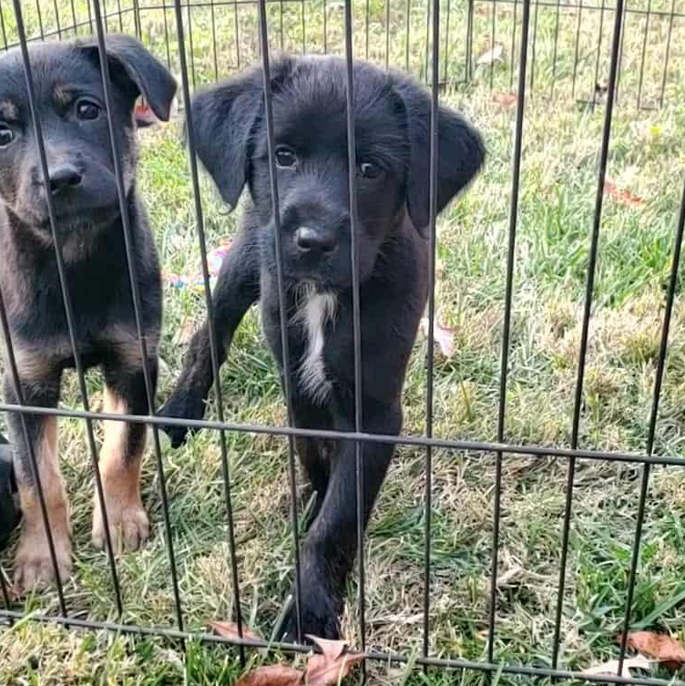 Enlarge Shortbread , a ADOPTABLE mixed breed in Goshen, KY image 1/3