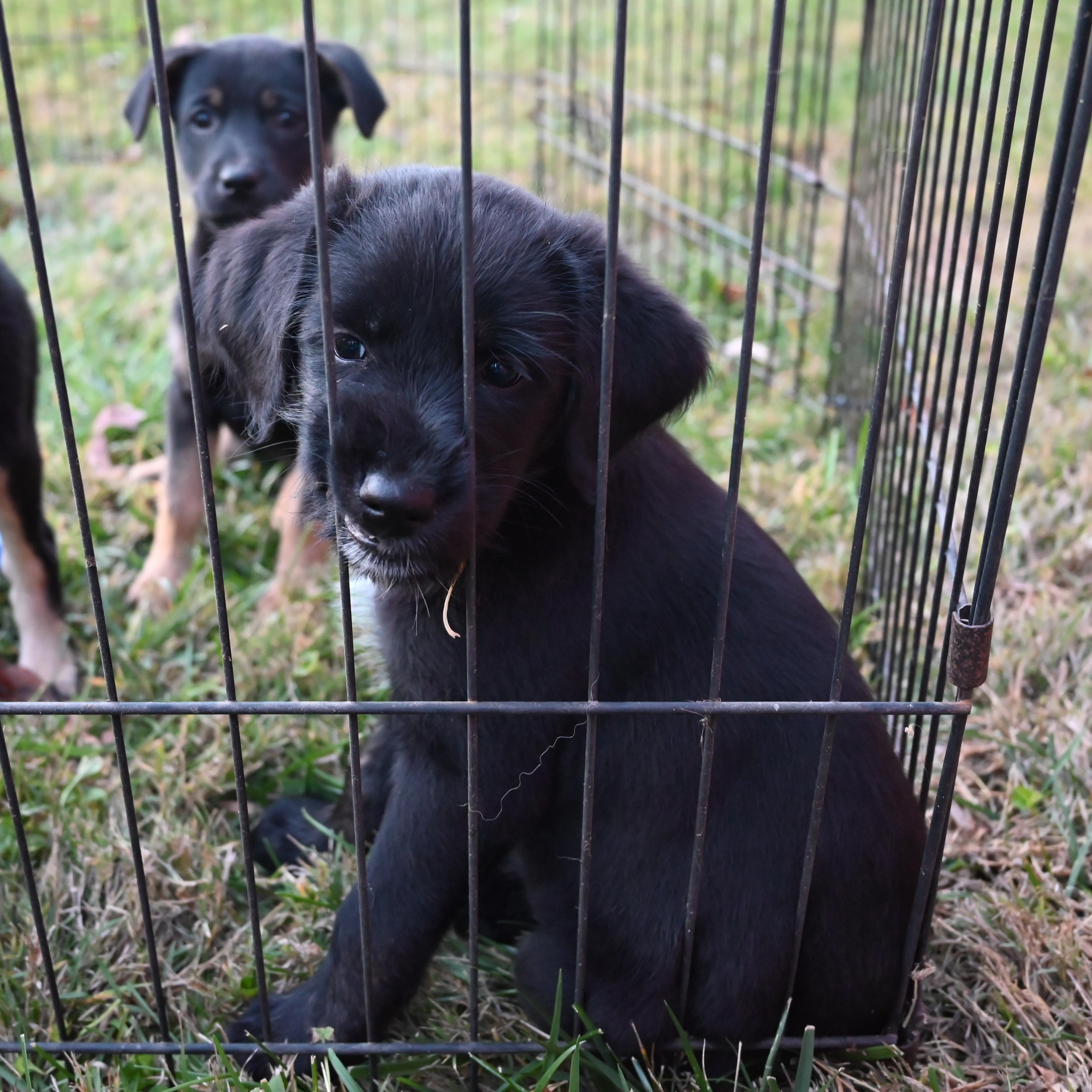 Enlarge Shortbread , a ADOPTABLE mixed breed in Goshen, KY image 2/3