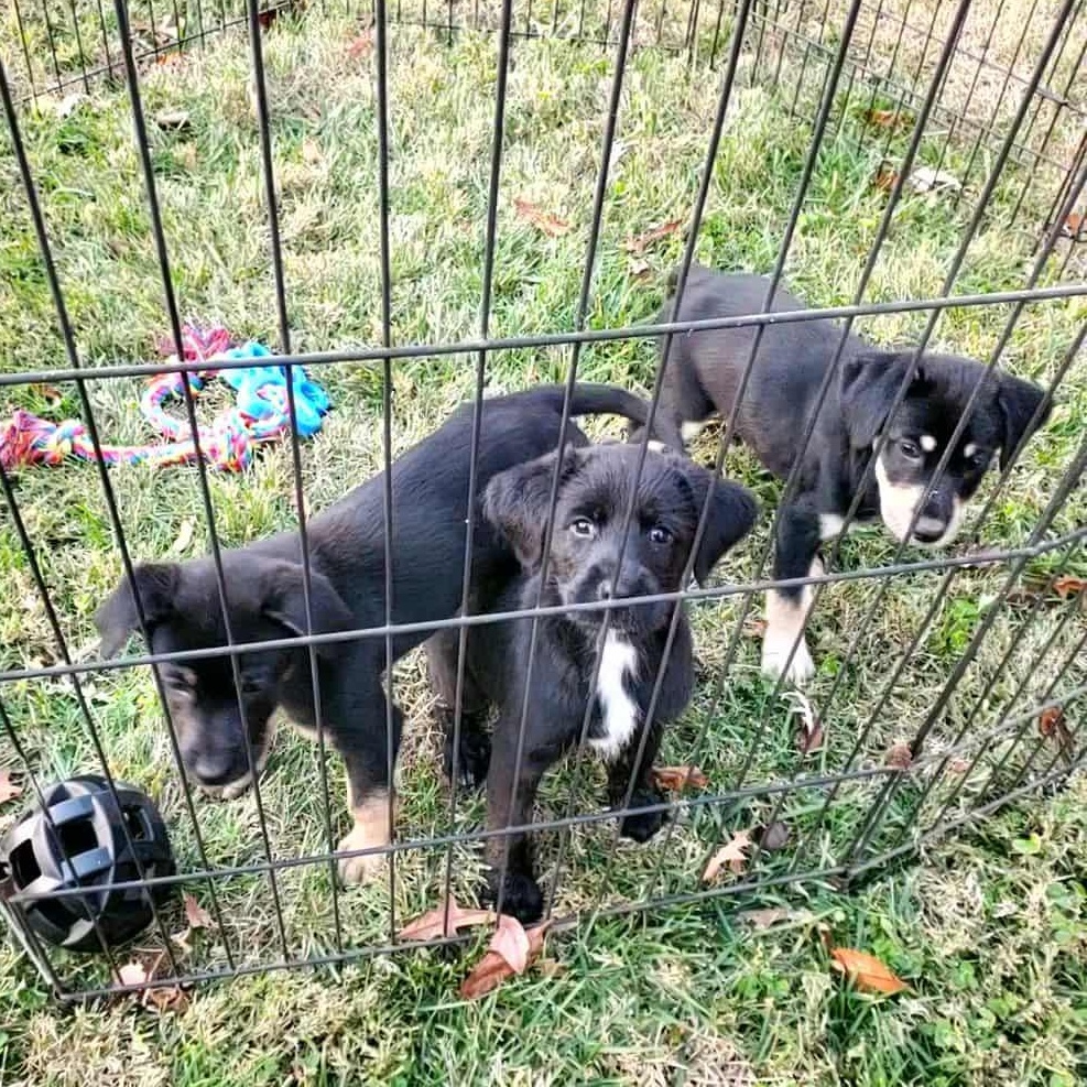Enlarge Shortbread , a ADOPTABLE mixed breed in Goshen, KY image 3/3