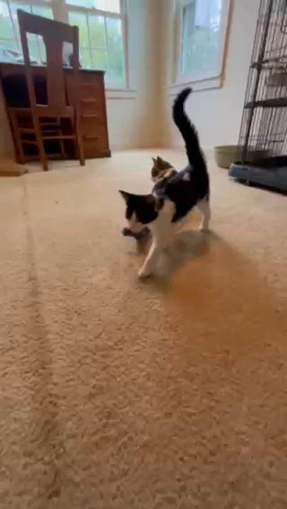 Enlarge Uhura, a Adoptable Domestic Short Hair in Springdale, AR video 2/2