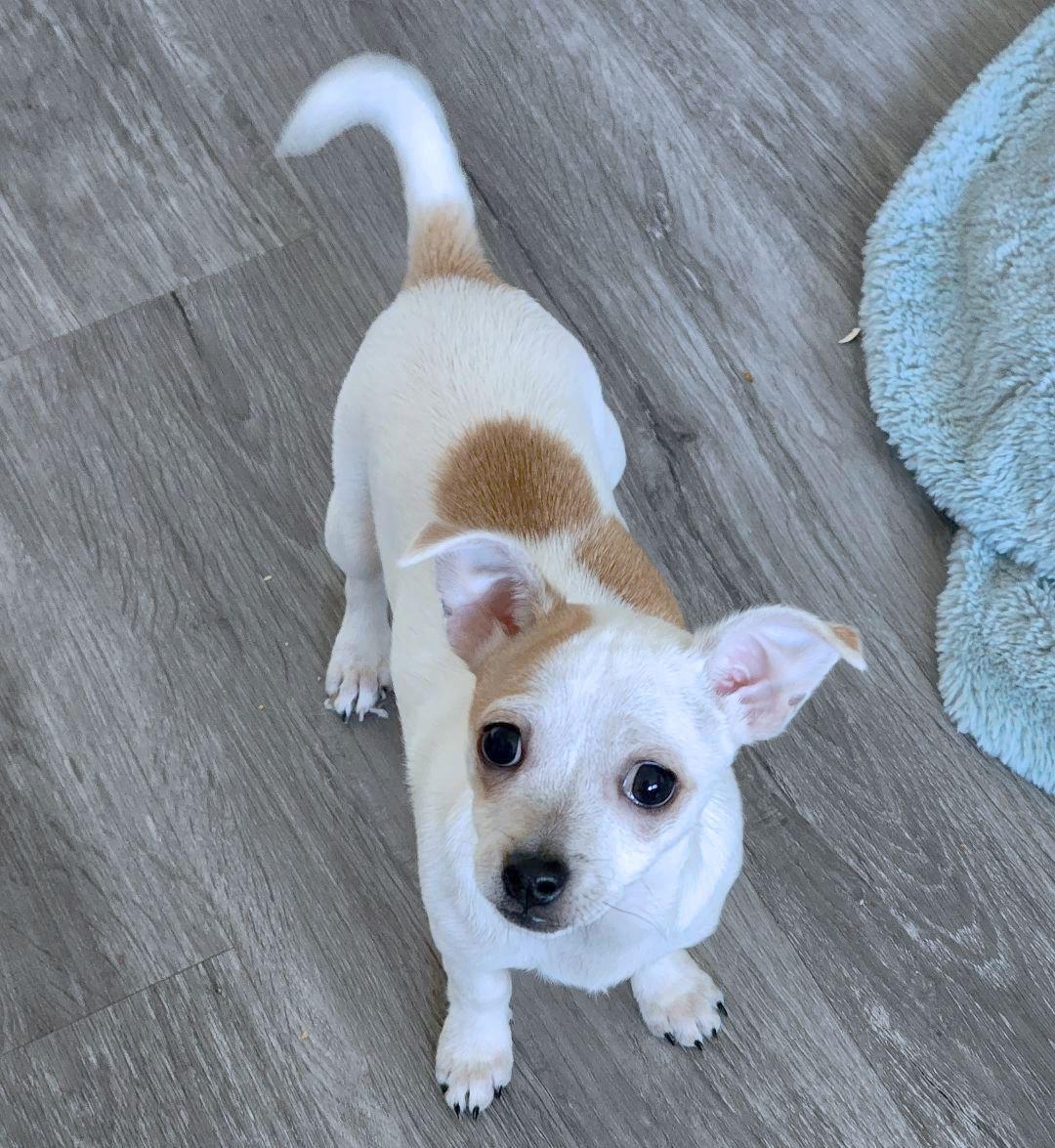 Sweetie Pie, Adoptable, Puppy Female Chihuahua.