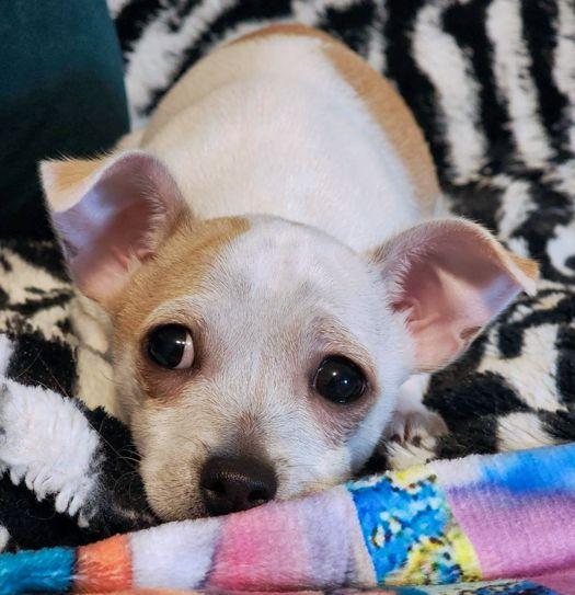 Enlarge Sweetie Pie, a Adoptable Chihuahua in Anaheim Hills, CA image 2/3