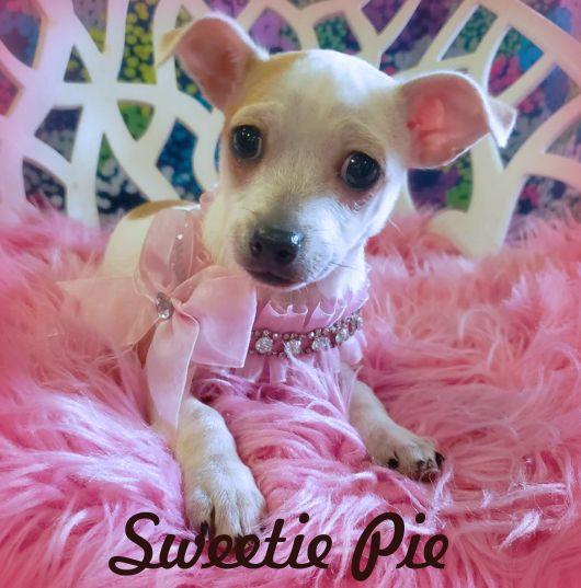 Enlarge Sweetie Pie, a Adoptable Chihuahua in Anaheim Hills, CA image 3/3