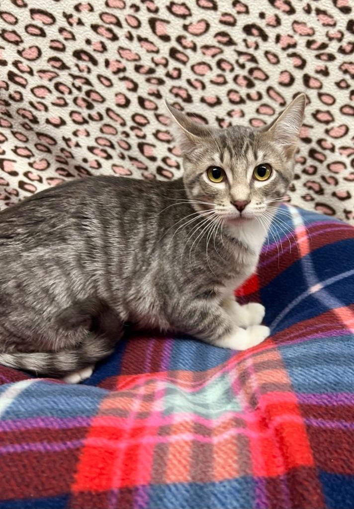 Violet, Adoptable, Kitten Female Domestic Short Hair.