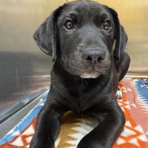 Wanda, adopted, Puppy Male Mixed Breed.