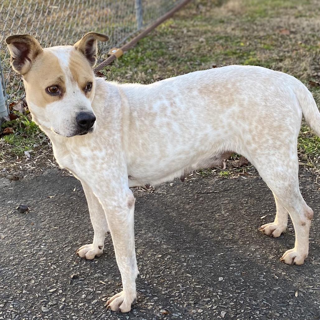 Momma Girl/Percy, a Adoptable mixed breed in Jacksonville, AR image 1/3