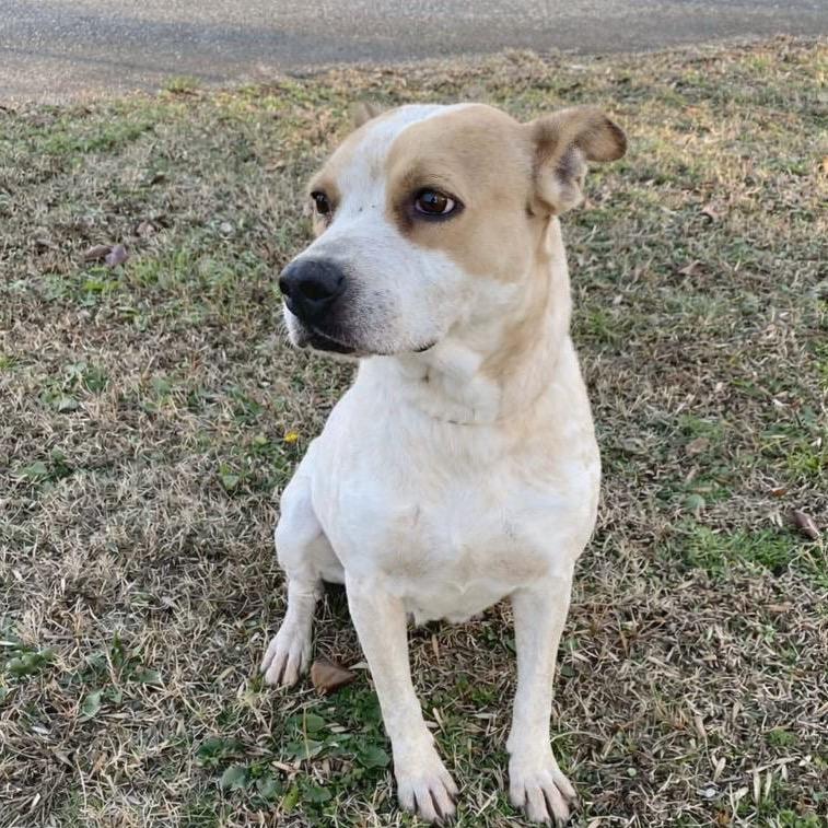 Momma Girl/Percy, a Adoptable mixed breed in Jacksonville, AR image 2/3