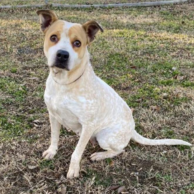 Momma Girl/Percy, a Adoptable mixed breed in Jacksonville, AR image 3/3