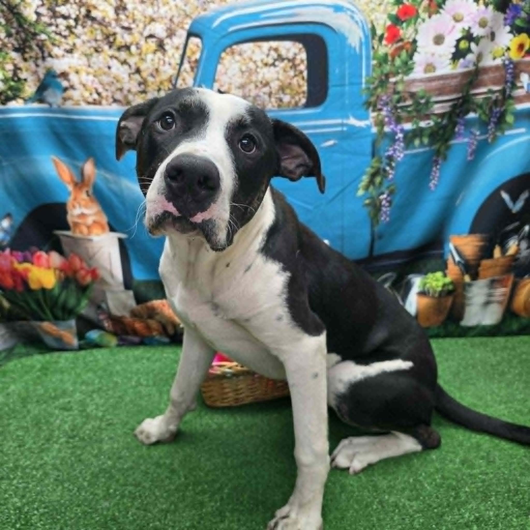 Mickey, ADOPTABLE, Adult Male Pit Bull Terrier.