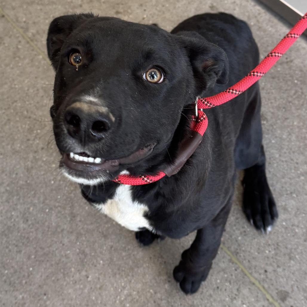 Enlarge Sheila, a Adoptable Mixed Breed in Las Cruces, NM image 1/6