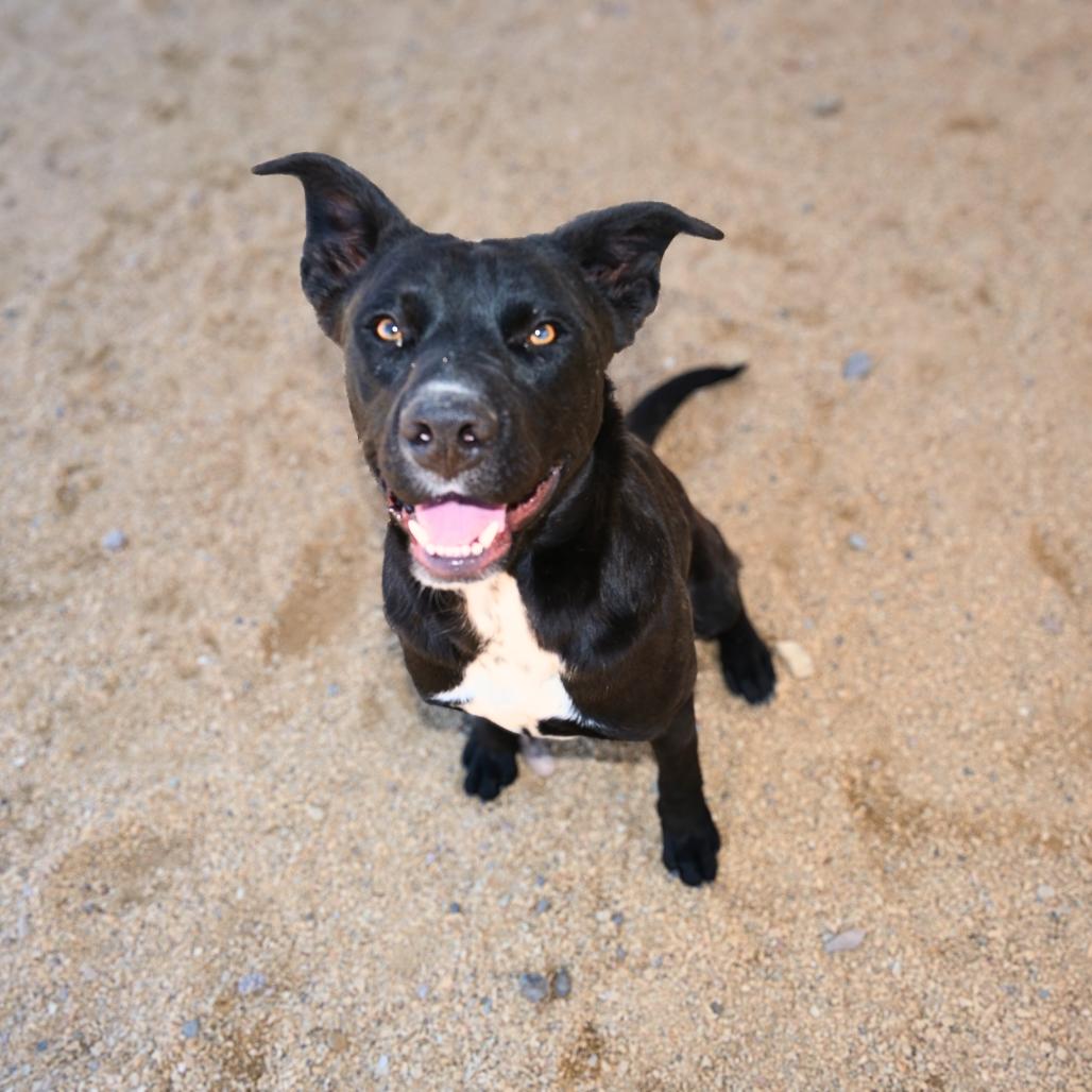 Enlarge Sheila, a Adoptable Mixed Breed in Las Cruces, NM image 2/6