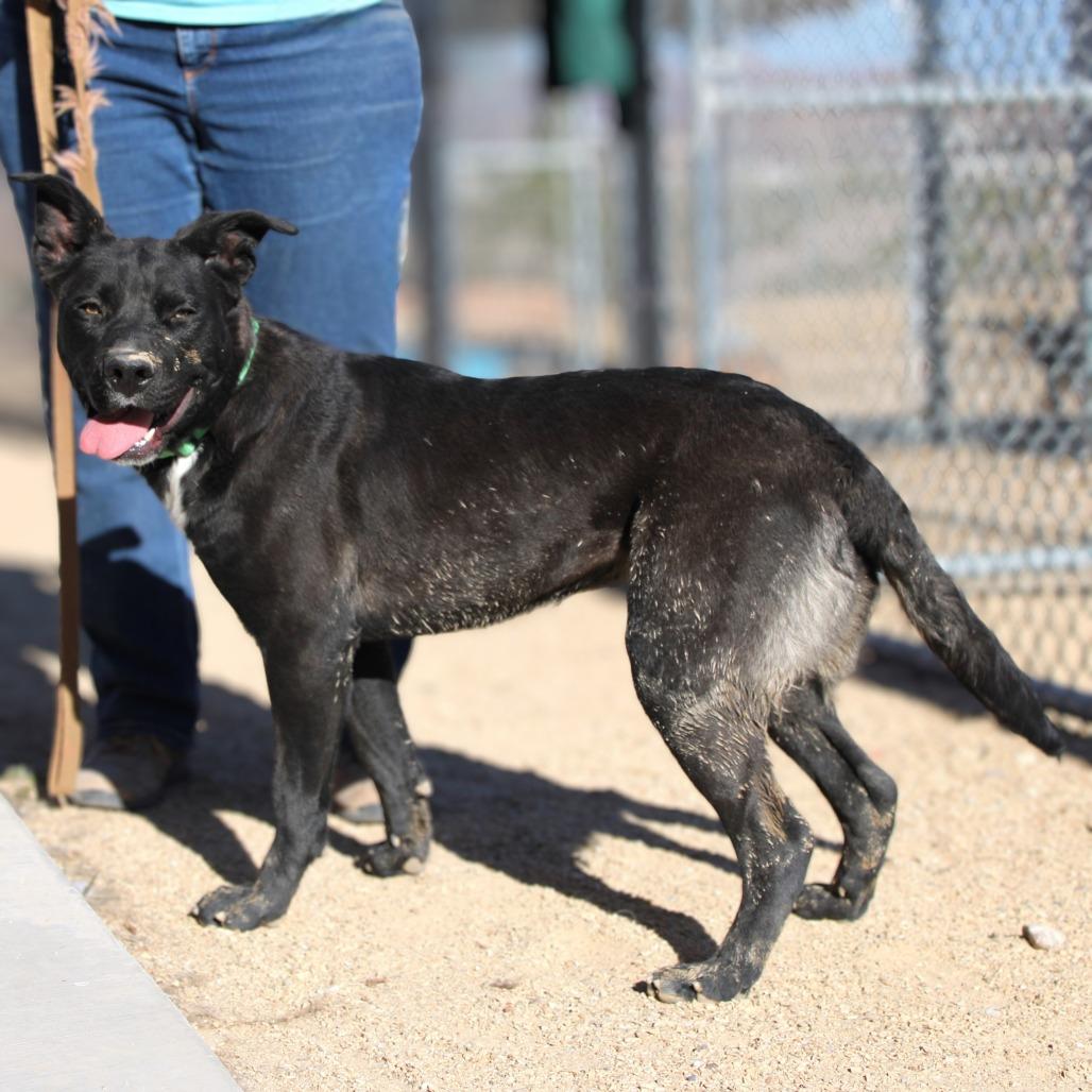 Enlarge Sheila, a Adoptable Mixed Breed in Las Cruces, NM image 1/6