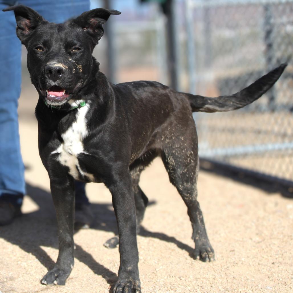 Enlarge Sheila, a Adoptable Mixed Breed in Las Cruces, NM image 2/6