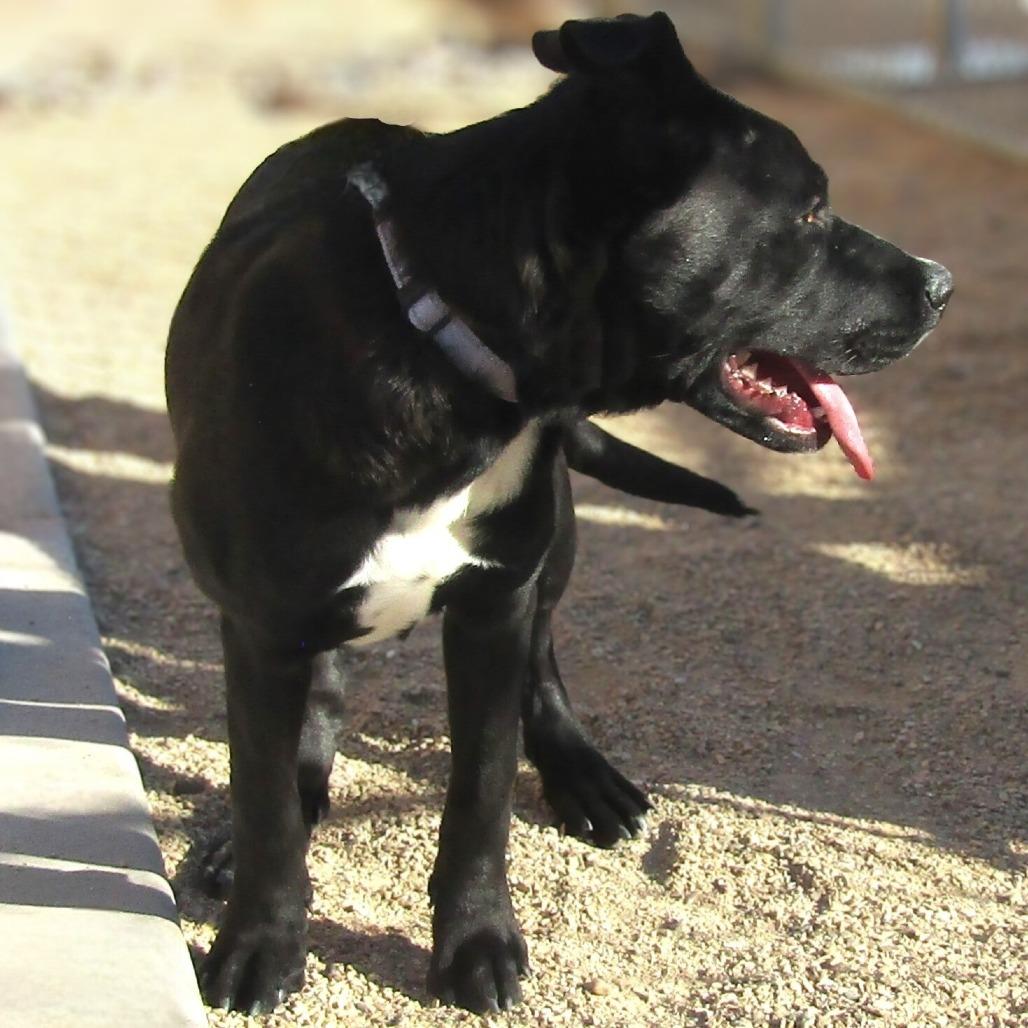 Enlarge Sheila, a Adoptable Mixed Breed in Las Cruces, NM image 3/6