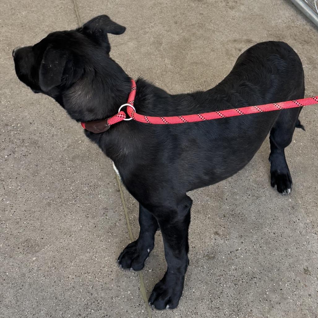 Enlarge Sheila, a Adoptable Mixed Breed in Las Cruces, NM image 4/6