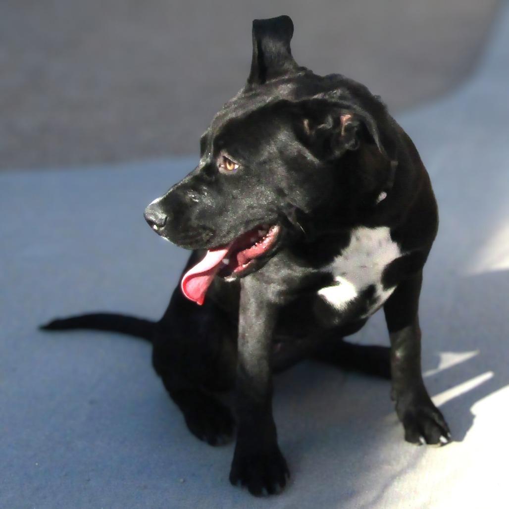 Enlarge Sheila, a Adoptable Mixed Breed in Las Cruces, NM image 3/6