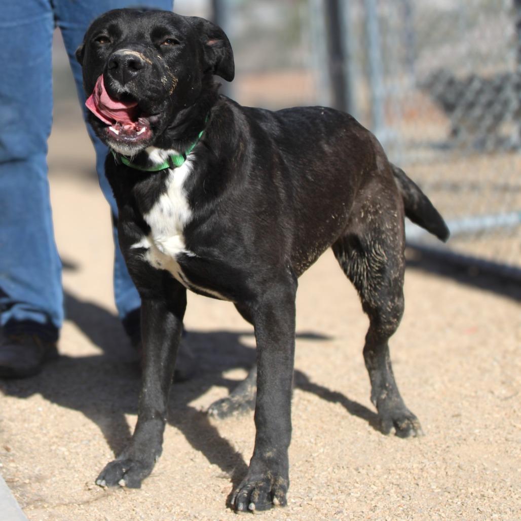 Enlarge Sheila, a Adoptable Mixed Breed in Las Cruces, NM image 4/6