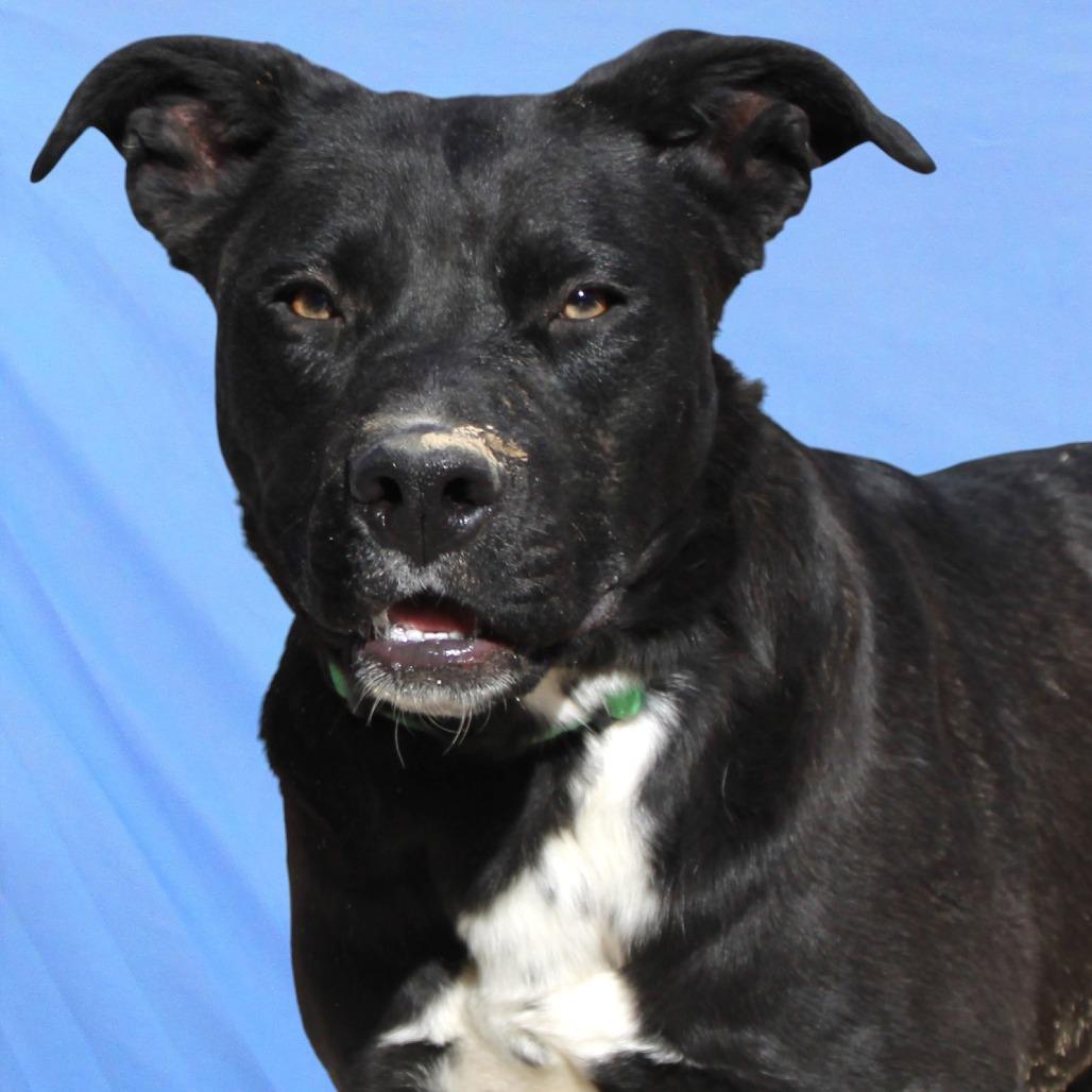 Enlarge Sheila, a Adoptable Mixed Breed in Las Cruces, NM image 6/6