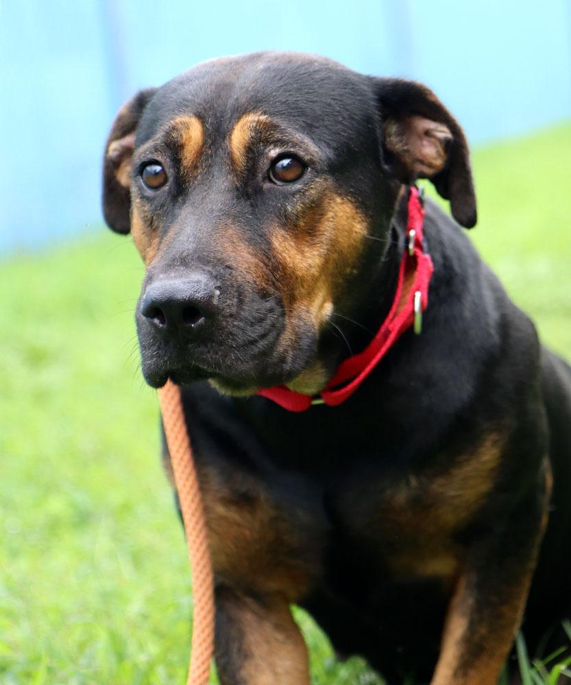 Dog for adoption - Trisha (AO34479), a Rottweiler Mix in Kansas City ...