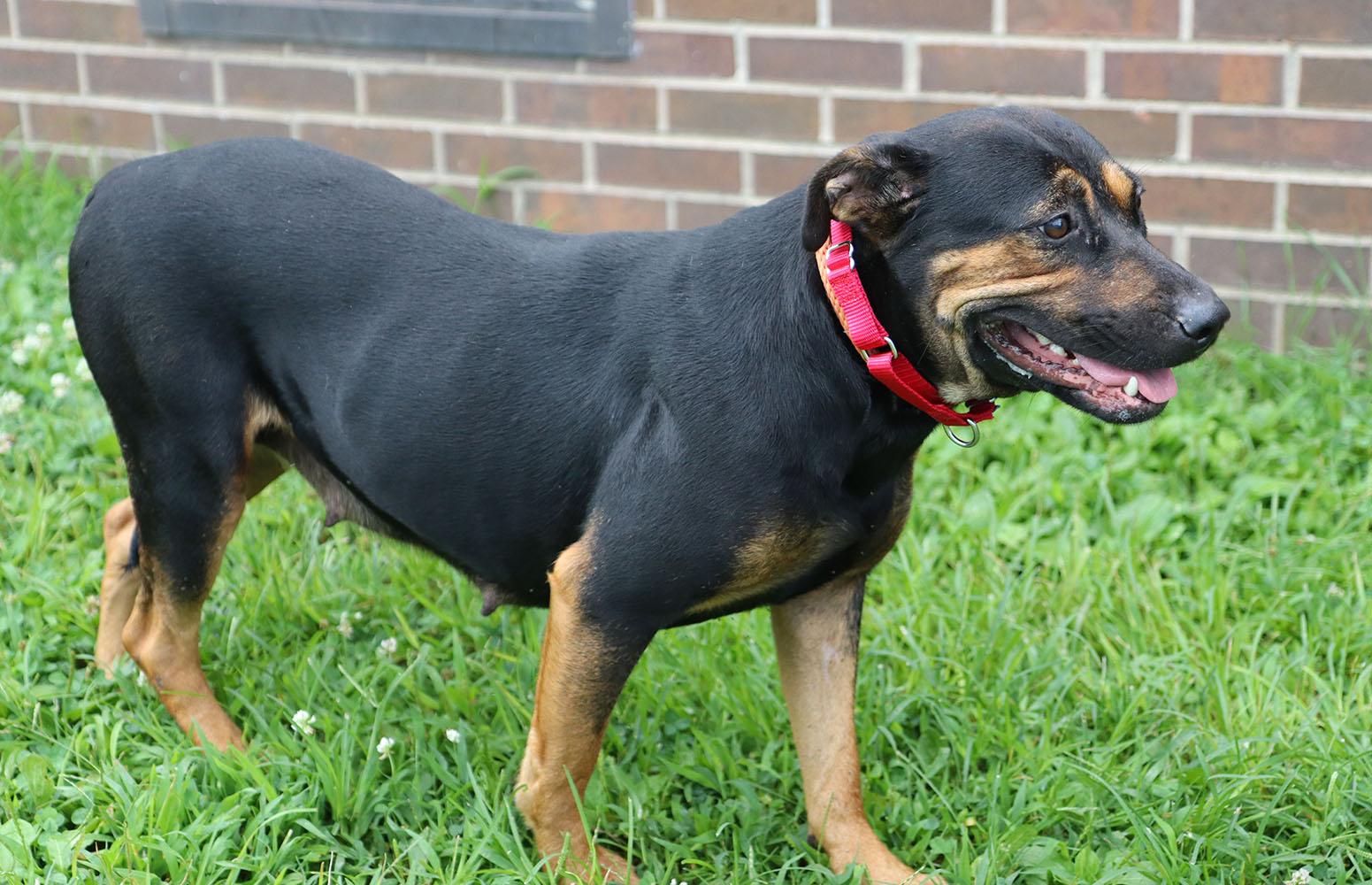Dog for adoption - Trisha (AO34479), a Rottweiler Mix in Kansas City ...