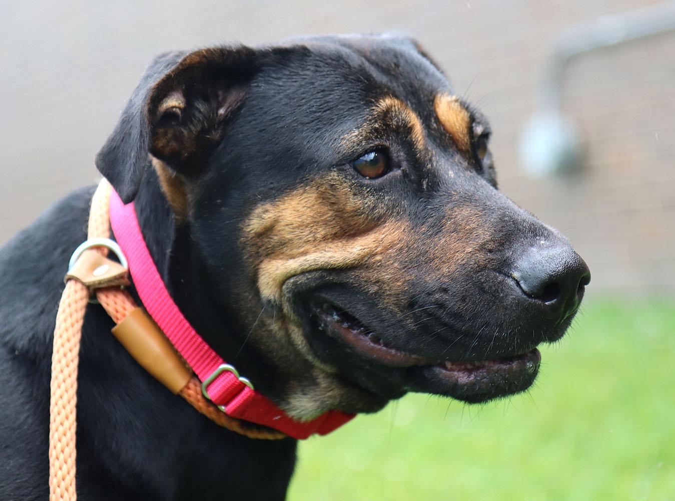 Dog for adoption - Trisha (AO34479), a Rottweiler Mix in Kansas City ...