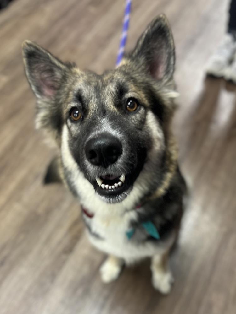 25-104 Luna, Adoptable, Adult Female Shepherd.
