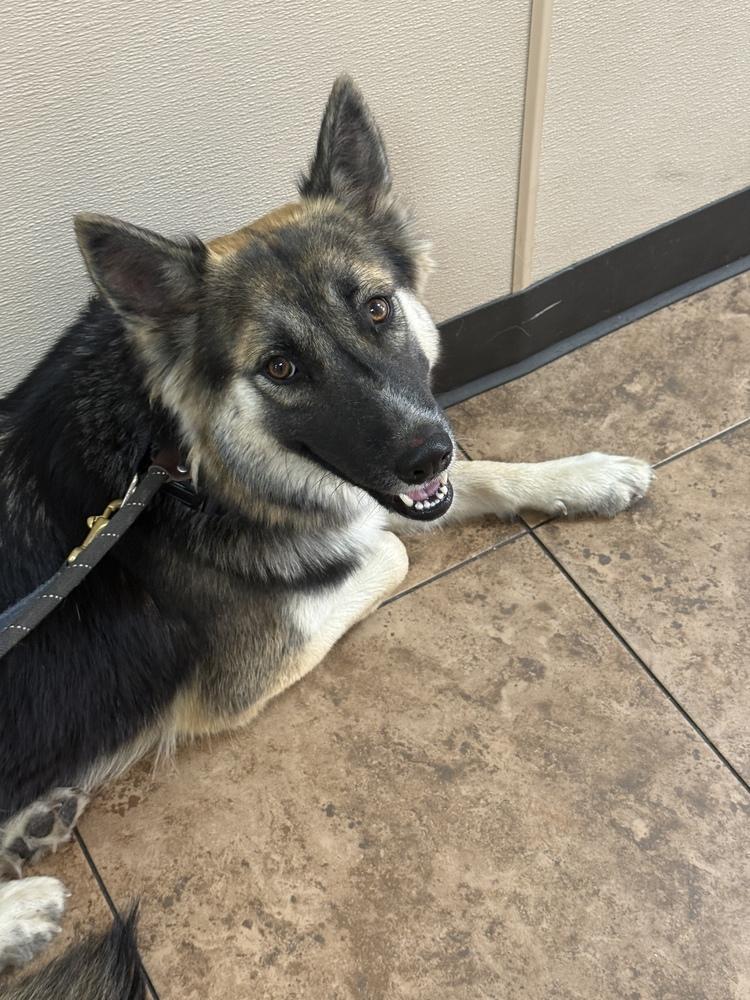 25-104 Luna, a Adoptable mixed breed in Richardson, TX image 3/6