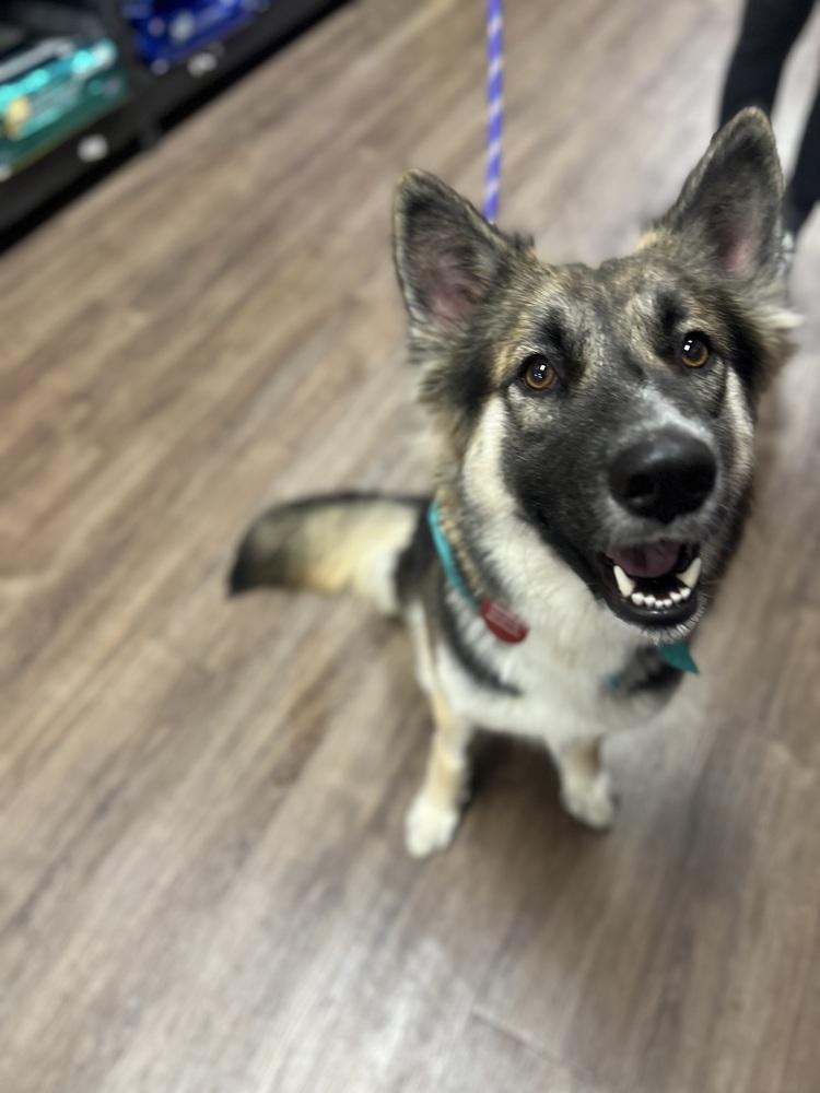 25-104 Luna, a Adoptable mixed breed in Richardson, TX image 4/6