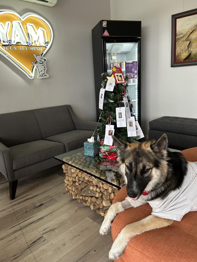 25-104 Luna, a Adoptable mixed breed in Richardson, TX image 5/6