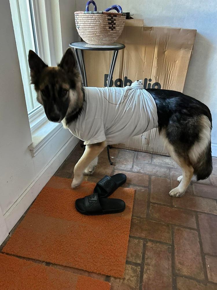 25-104 Luna, a Adoptable mixed breed in Richardson, TX image 6/6