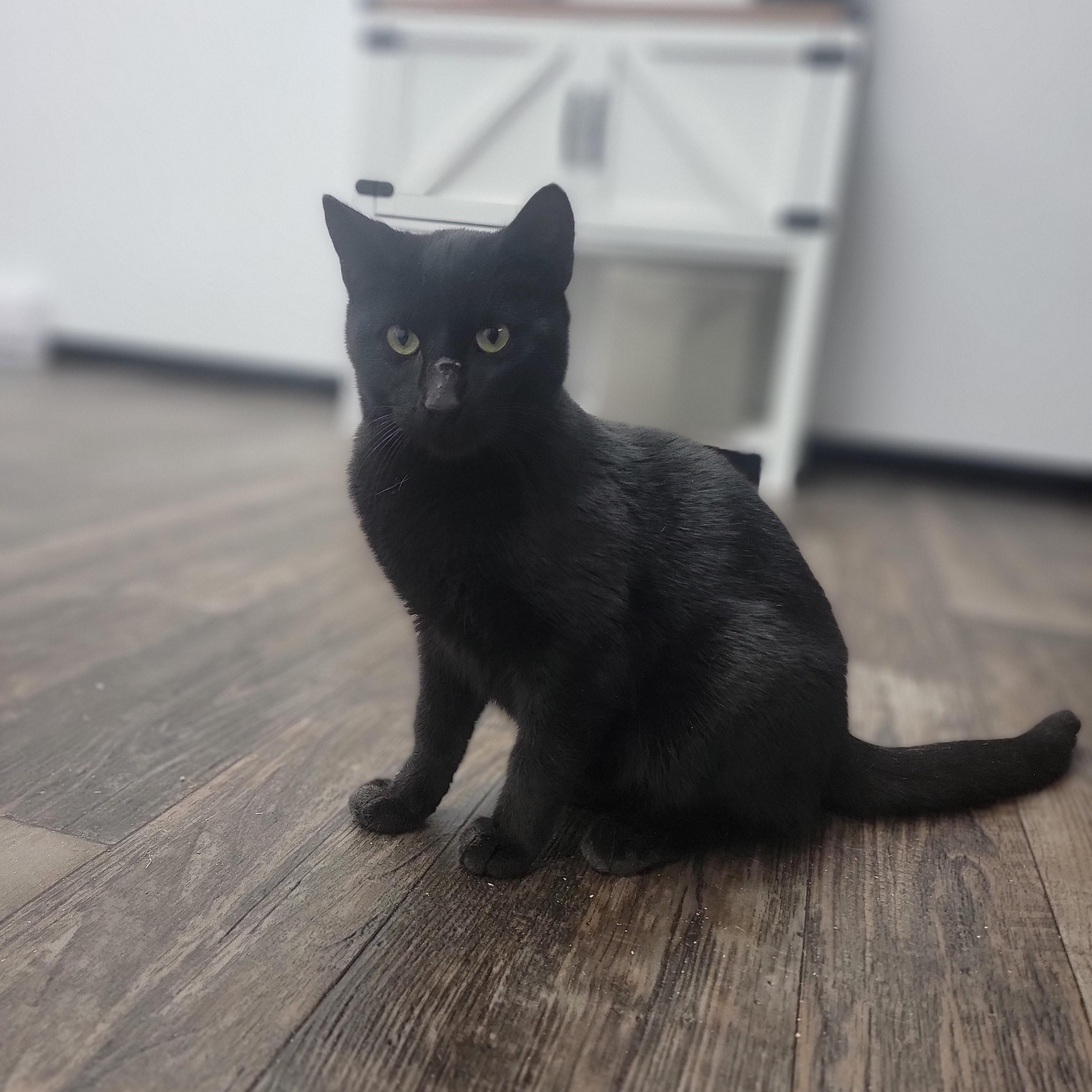 Enlarge Kodiak, a Adoptable Domestic Short Hair in Fertile, MN image 1/1