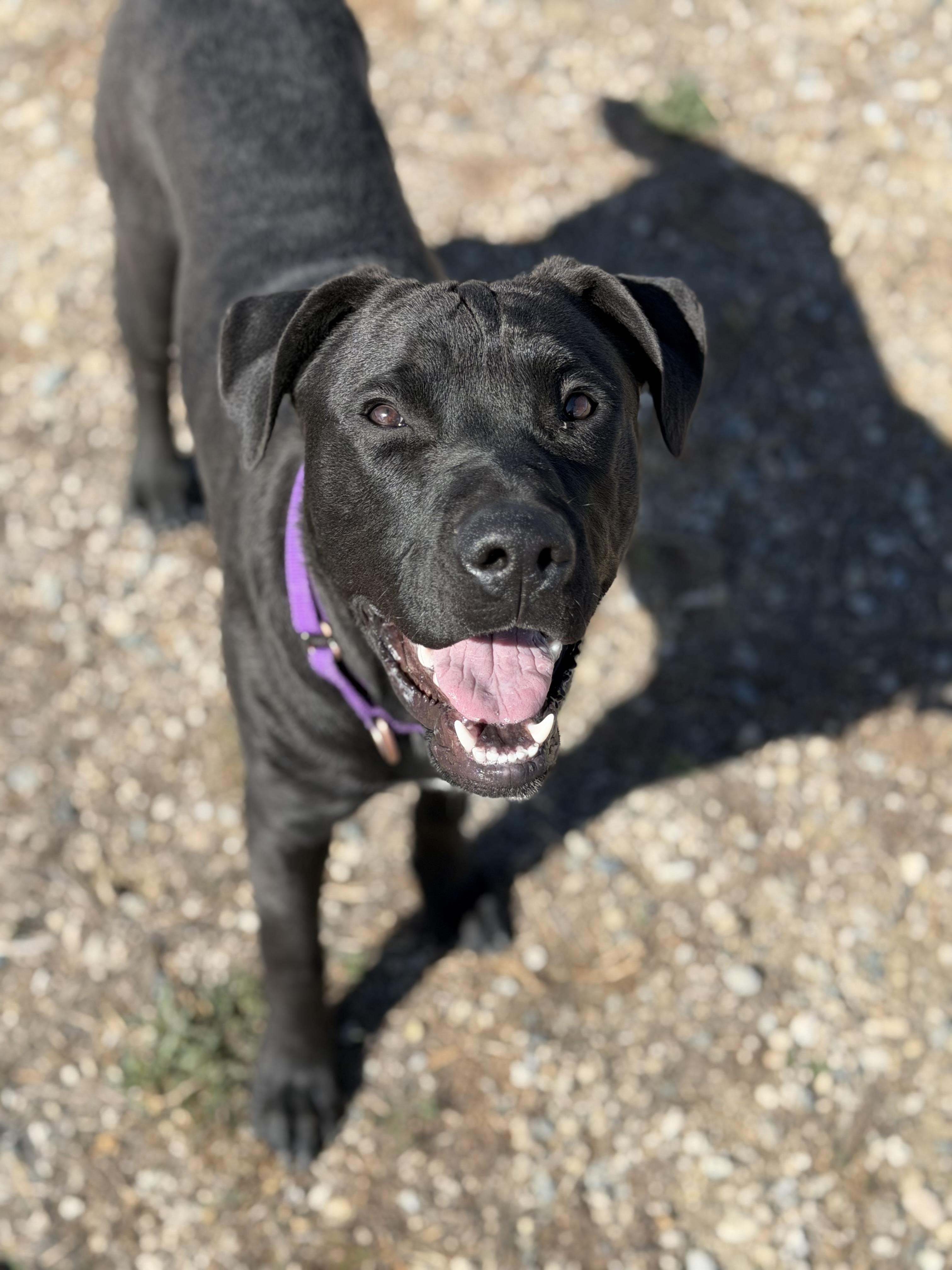 Remus, ADOPTABLE, Puppy Male Cane Corso.
