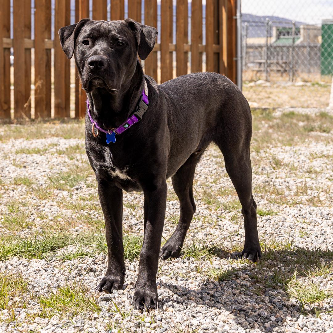 Enlarge Remus, a ADOPTABLE mixed breed in Buena Vista, CO image 3/4