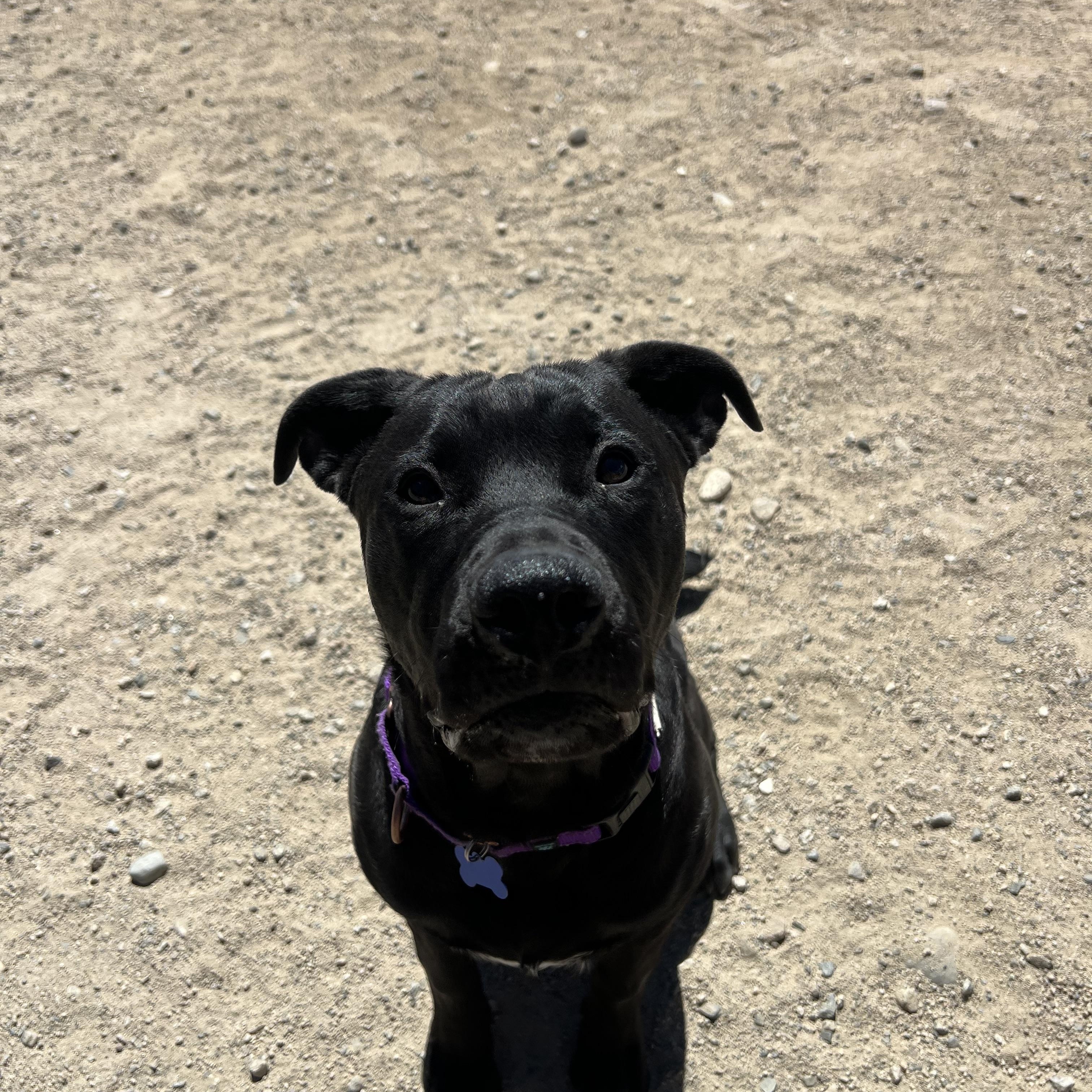 Enlarge Remus, a ADOPTABLE mixed breed in Buena Vista, CO image 4/4