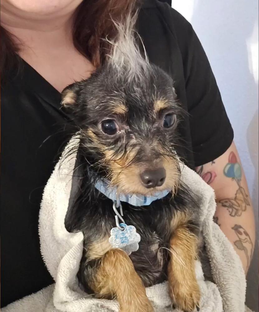 Enlarge Zeke, a Adoptable mixed breed in Clovis, NM image 1/6