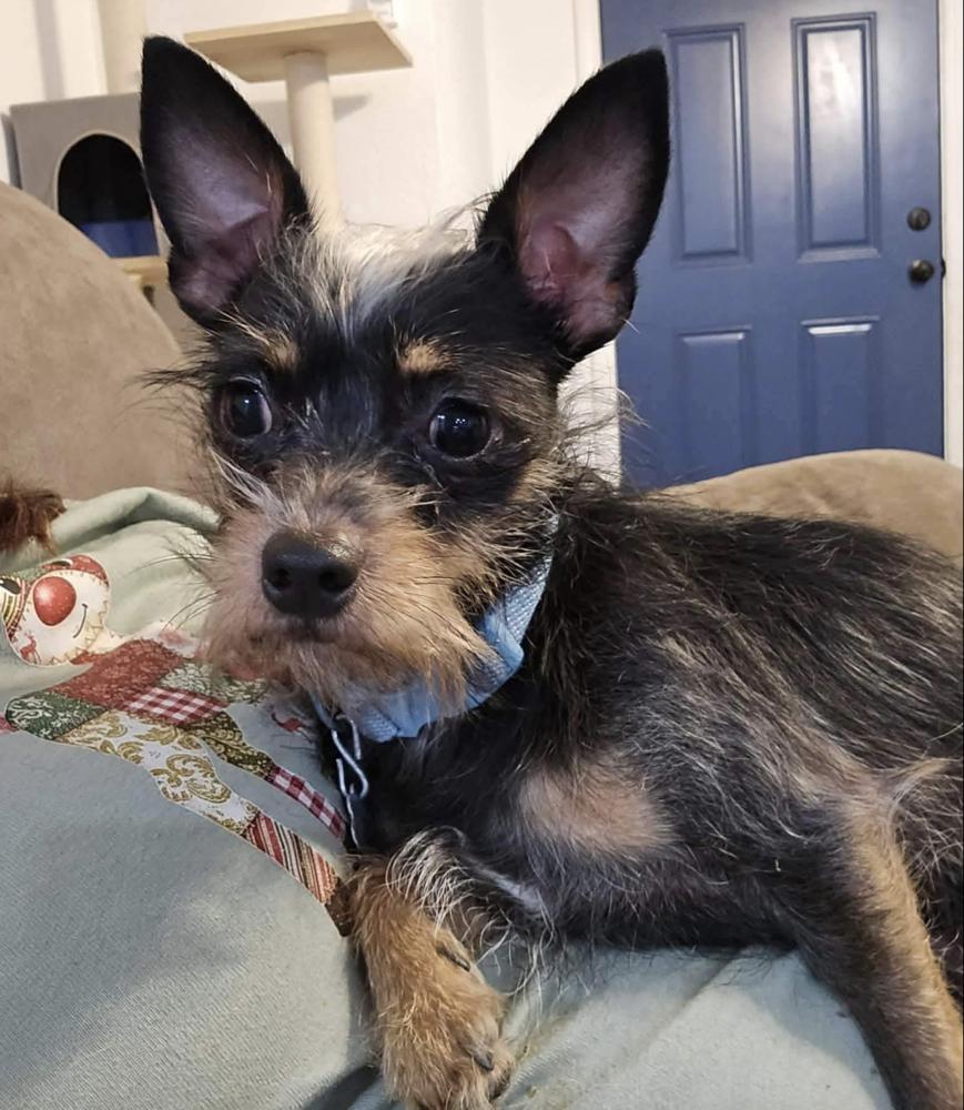 Enlarge Zeke, a Adoptable mixed breed in Clovis, NM image 2/6