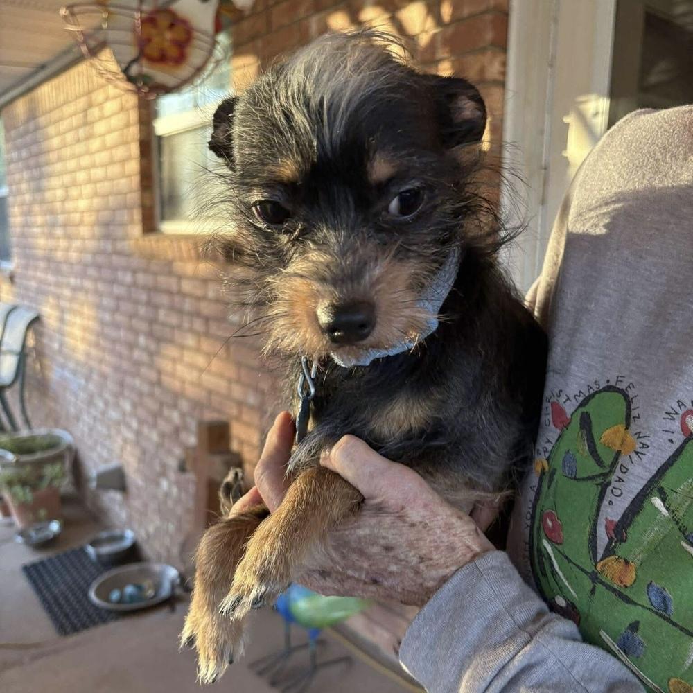 Enlarge Zeke, a Adoptable mixed breed in Clovis, NM image 4/6