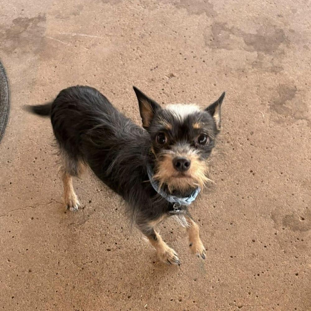 Enlarge Zeke, a Adoptable mixed breed in Clovis, NM image 6/6