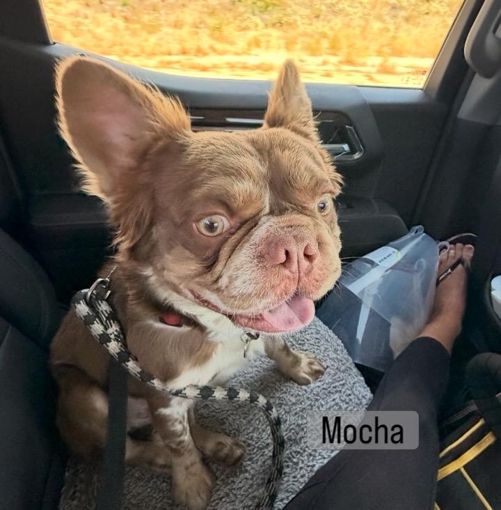 Enlarge Mocha, a Adoptable French Bulldog in Rancho Santa Fe, CA image 1/1