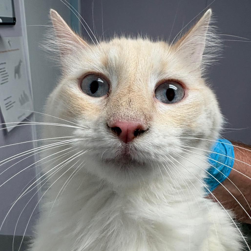 LJ, Adoptable, Adult Male Domestic Medium Hair.