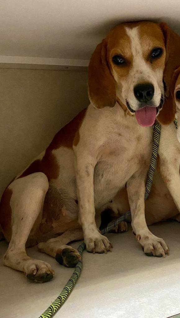 Xena, Adoptable, Adult Female Hound.