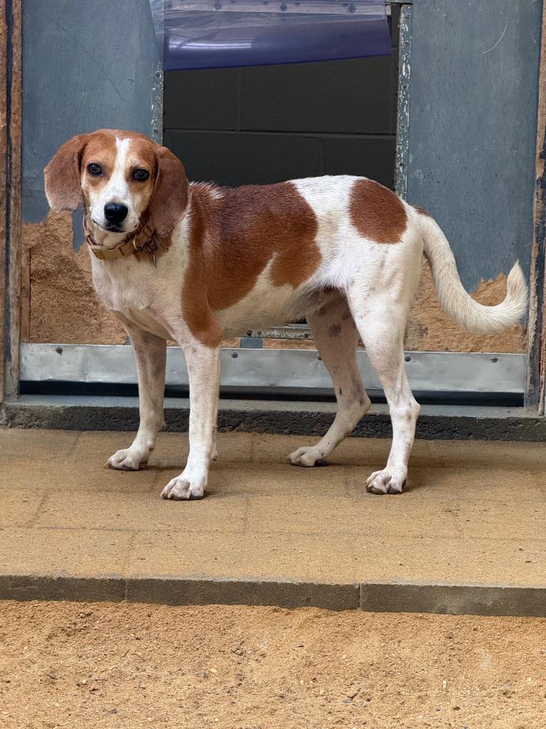 Enlarge Xena, a Adoptable Hound in Hampton, VA image 2/5