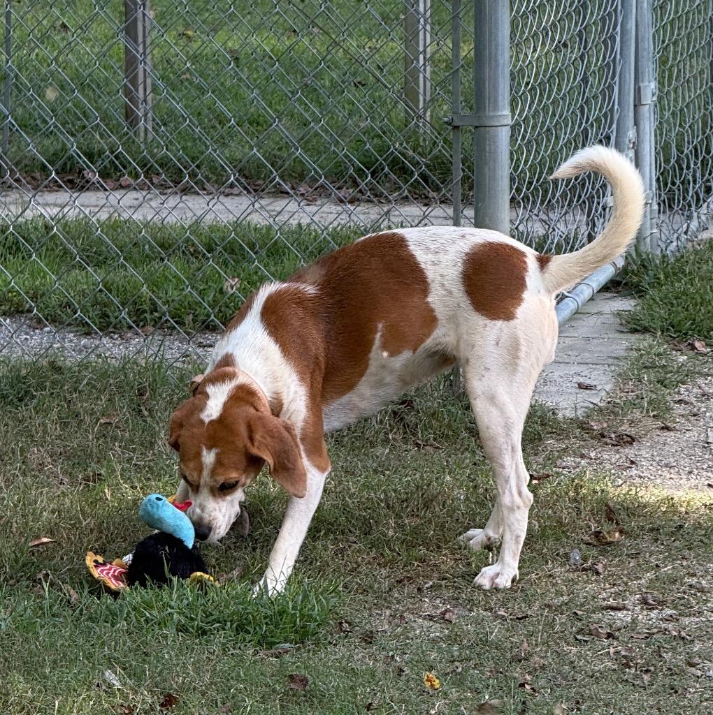 Enlarge Xena, a Adoptable Hound in Hampton, VA image 3/5