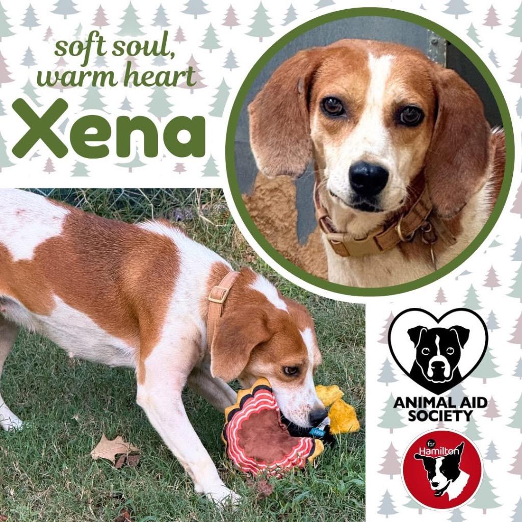 Enlarge Xena, a Adoptable Hound in Hampton, VA image 4/5