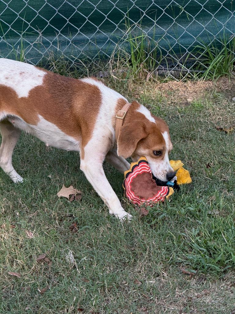 Enlarge Xena, a Adoptable Hound in Hampton, VA image 5/5