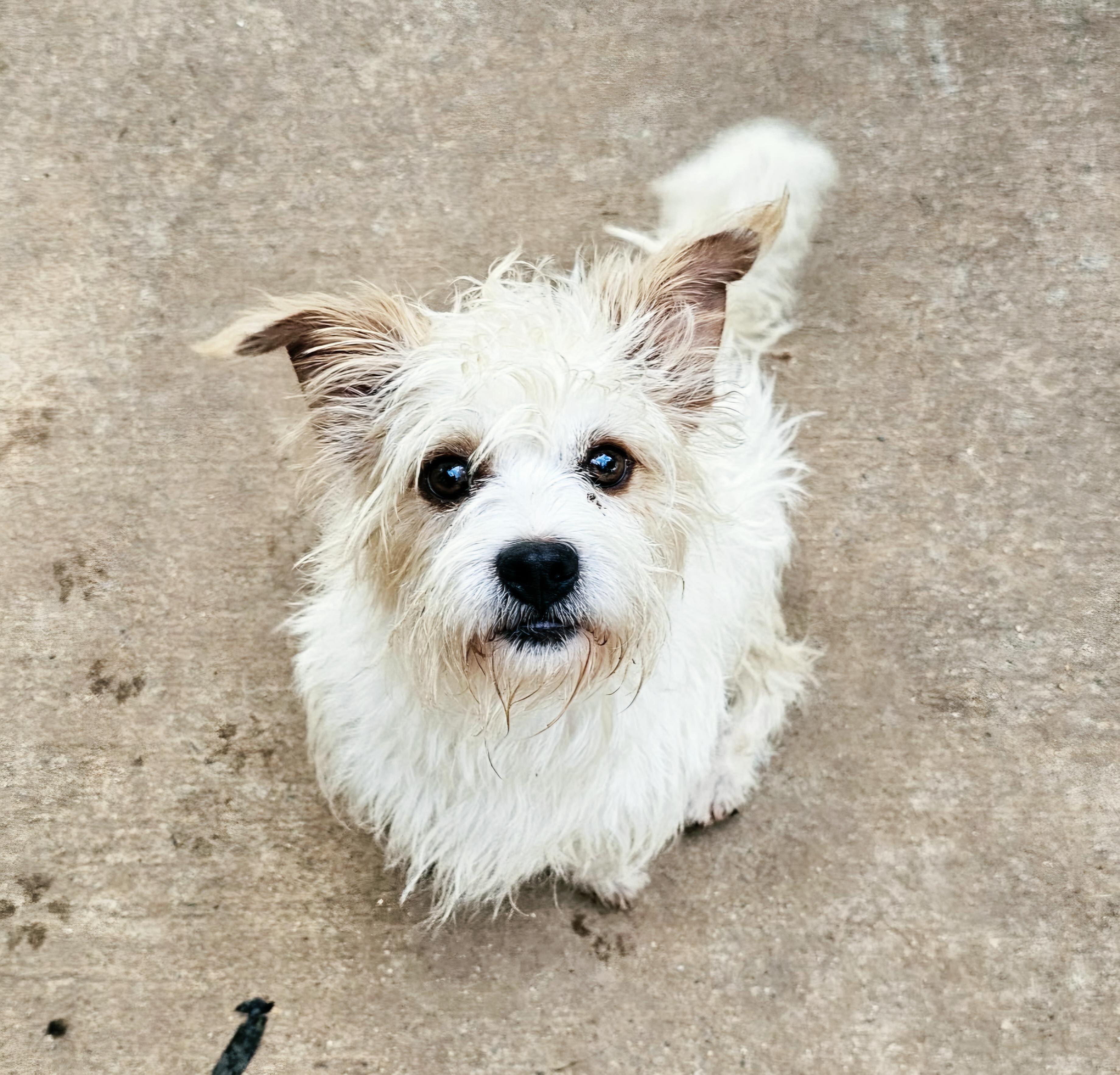 Enlarge Fabio, an adopted West Highland White Terrier / Westie in Athens, AL image 2/5