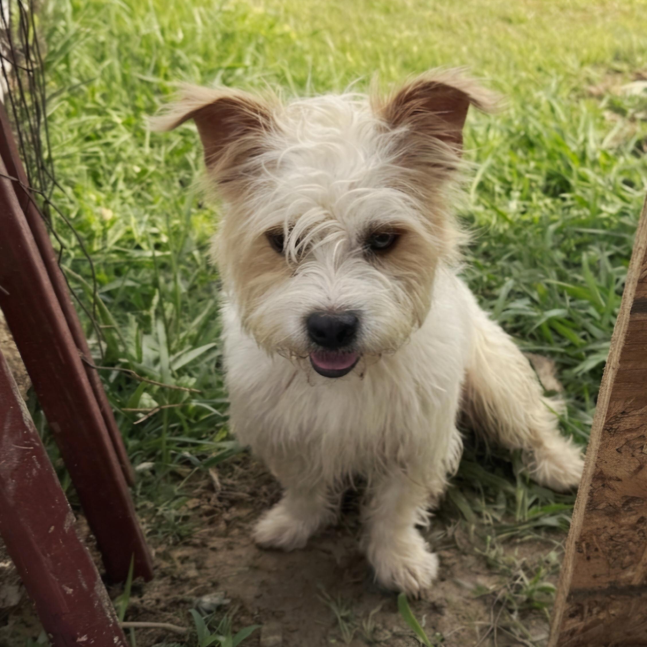 Enlarge Fabio, an adopted West Highland White Terrier / Westie in Athens, AL image 3/5