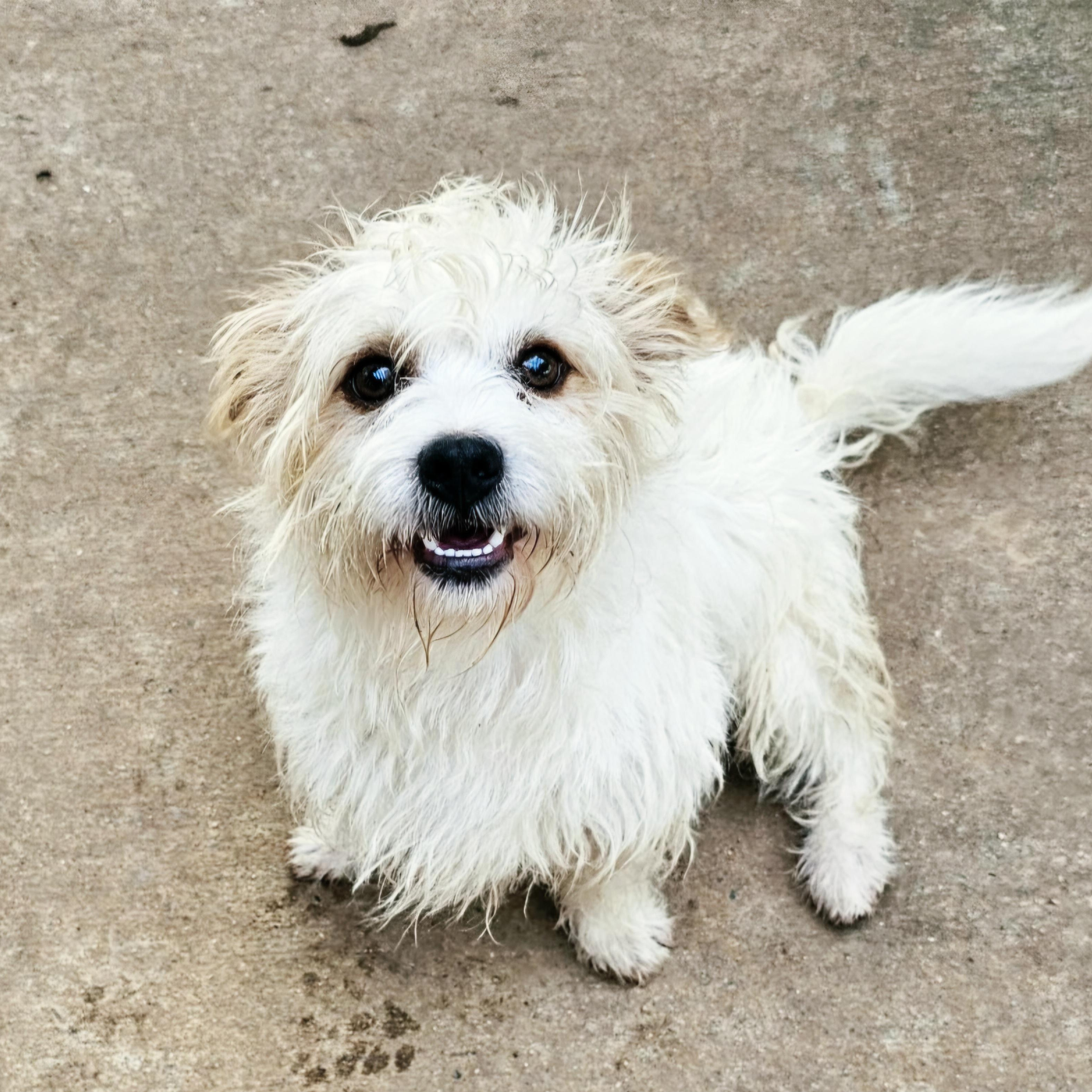 Enlarge Fabio, an adopted West Highland White Terrier / Westie in Athens, AL image 4/5