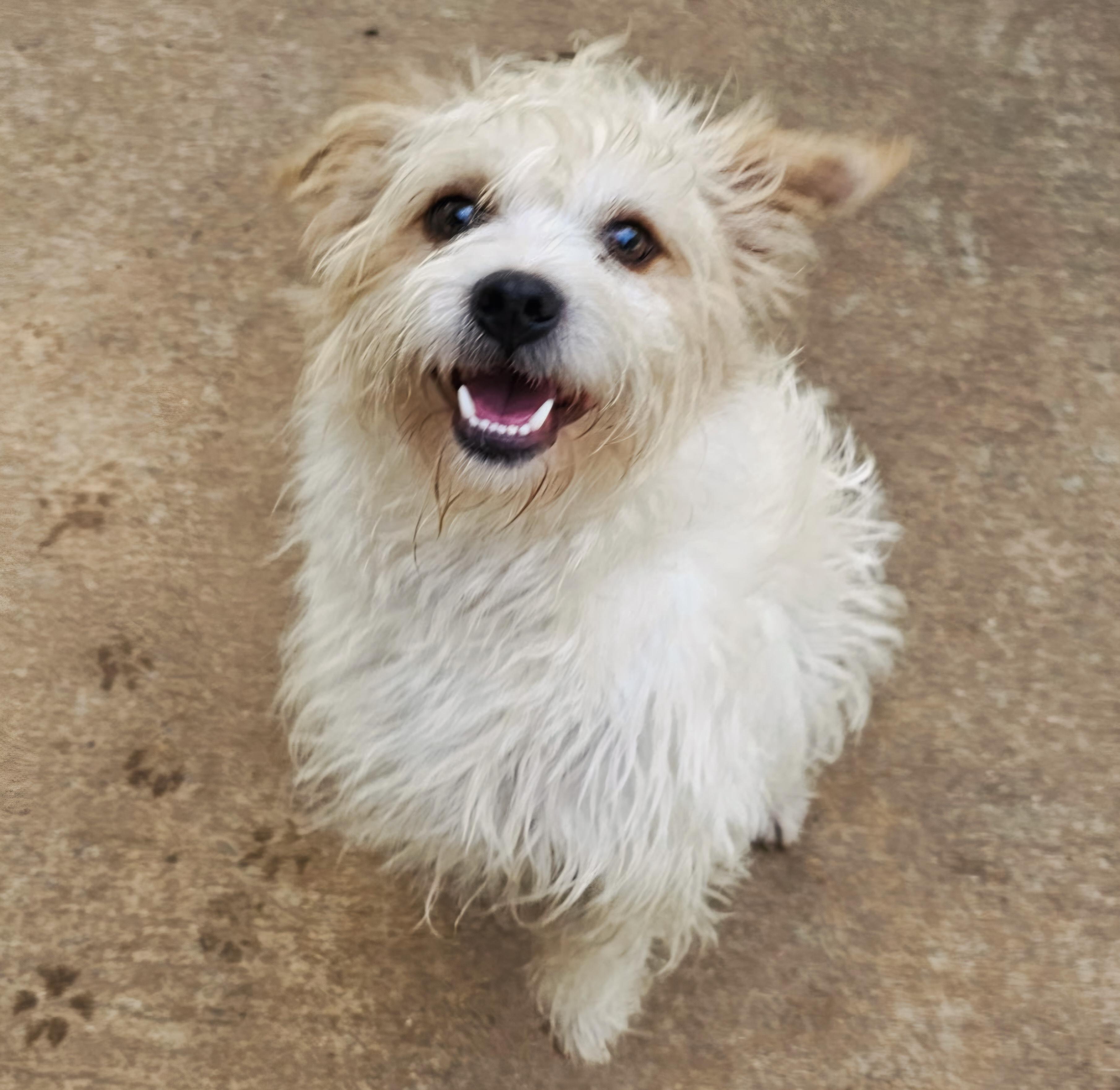 Fabio, adopted, Young Male West Highland White Terrier / Westie.